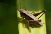 Pholidoptera griseoaptera
